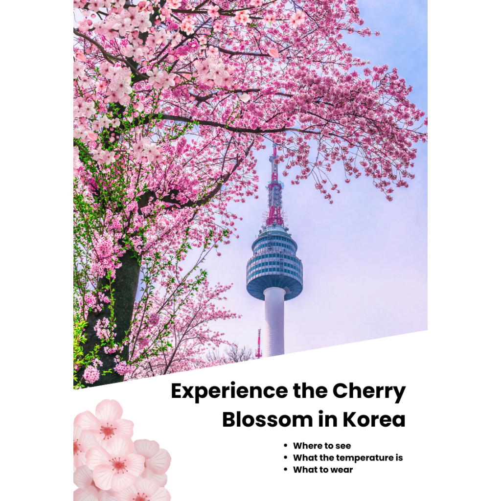 Where to see cherry blossoms in korea in 2026 and what to wear