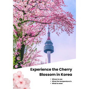 Where to see cherry blossoms in korea in 2026 and what to wear